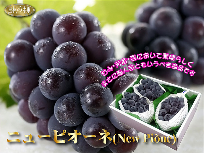 日本貓眼葡萄 日本進口水果 當季水果禮盒